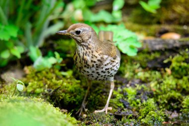 Şarkı yeşil bir arka plan üzerinde yürüme ardıç kuşu.