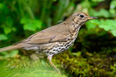Şarkı yeşil bir arka plan üzerinde yürüme ardıç kuşu.