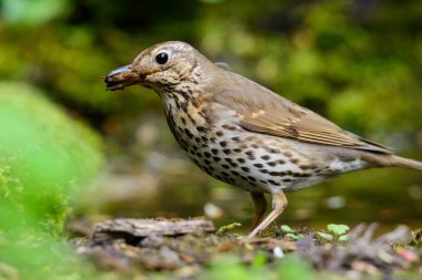 Şarkı yeşil bir arka plan üzerinde yürüme ardıç kuşu.