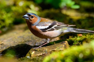 erkek ispinoz fringilla coelebs yeşil bir arka plan üzerinde