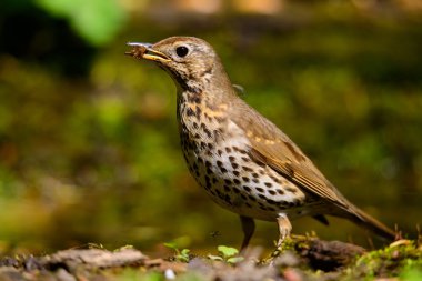 Şarkı yeşil bir arka plan üzerinde yürüme ardıç kuşu.