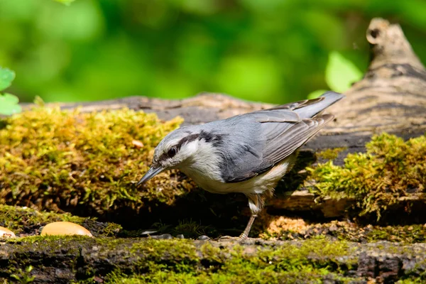 Nötväcka sitta på en trädstam — Stockfoto