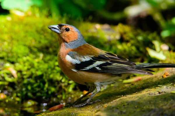 Macho jilguero fringilla coelebs sobre un fondo verde — Foto de Stock