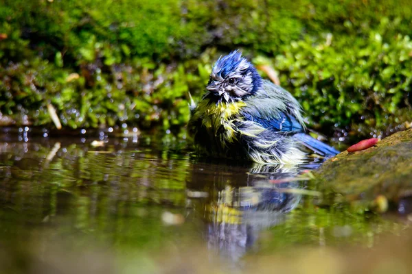 Tit azul sentado em um galho — Fotografia de Stock