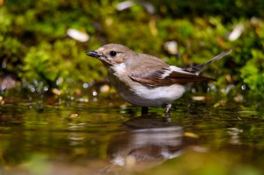 Kadın ispinoz yiyor