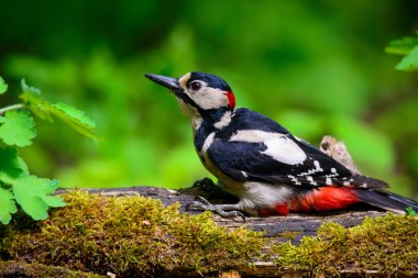 Büyük benekli ağaçkakan tünemiş