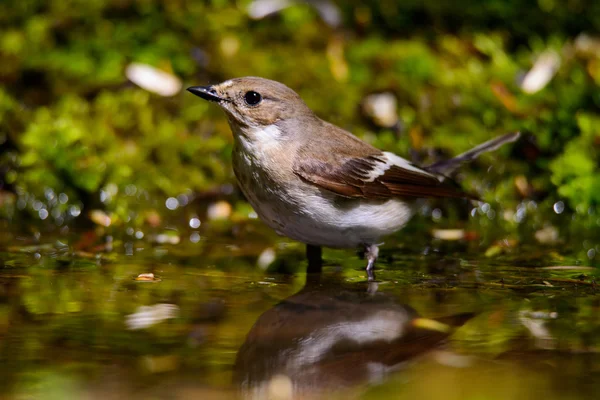 Female Chaffinch eats — Stock Photo, Image