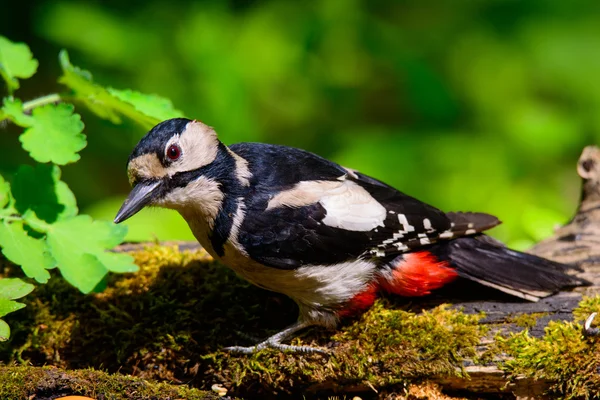 Great spotted Woodpecker uppe — Stockfoto