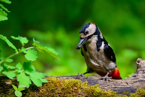 Buntspecht hockt — Stockfoto