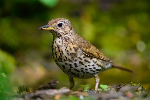 Song Thrush walking on a green background. — Stock Photo, Image