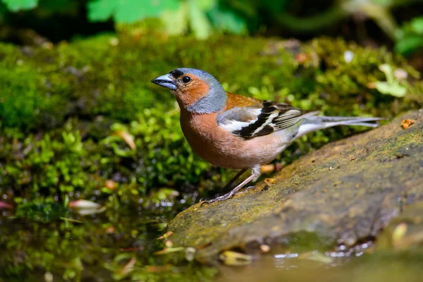 Maschio fringilla fringilla coelebs su sfondo verde — Foto Stock