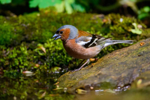 Manliga bofink fringilla coelebs på en grön bakgrund — Stockfoto