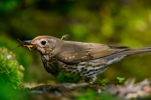 Song Thrush walking on a green background. — Stock Photo, Image