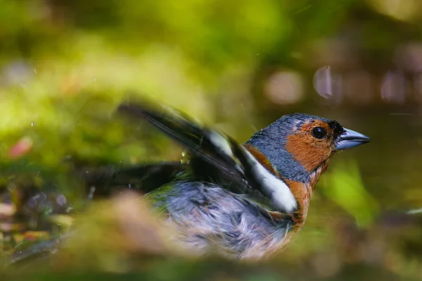 Manliga bofink fringilla coelebs på en grön bakgrund — Stockfoto