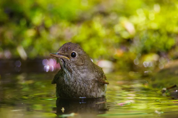 Cantar rouxinol Thrush — Fotografia de Stock