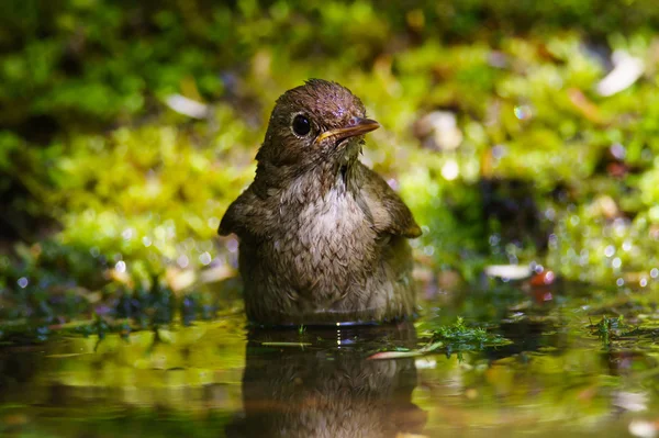 Singing Thrush nightingale — Stock Photo, Image