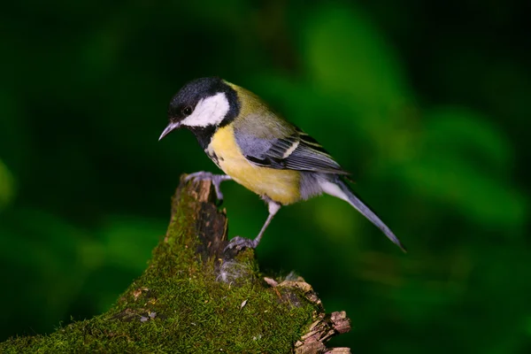 木の切り株の上に座ってシジュウカラ — ストック写真