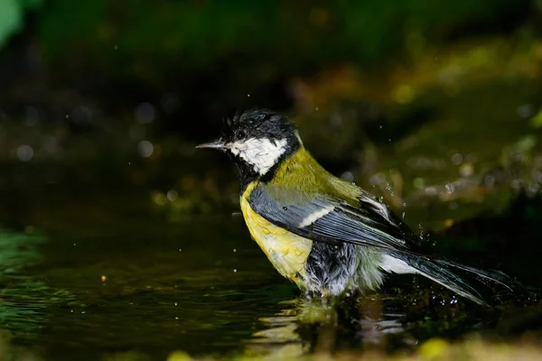 Talgoxe sitter på en stubbe — Stockfoto