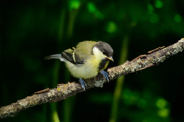 Grande mésange assis sur un tronc d'arbre — Photo