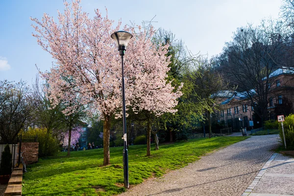 Hermoso parque de primavera en Praga — Foto de Stock
