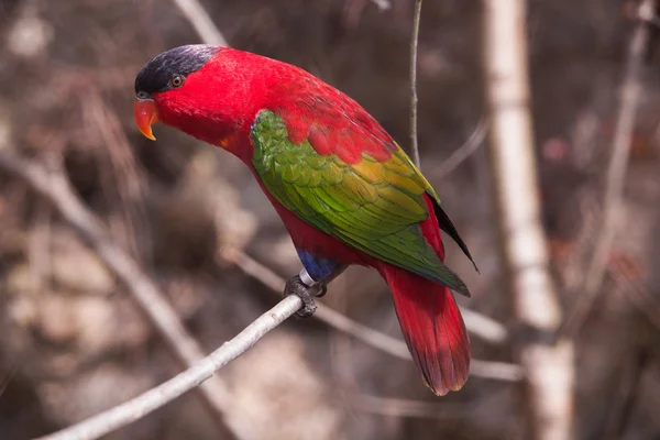 The court parrot ,colorful