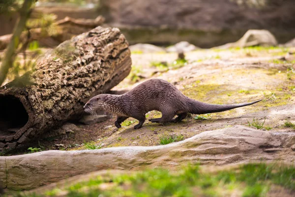 Fischotter steht mit Beute in den Zähnen auf einem Felsen — Stockfoto