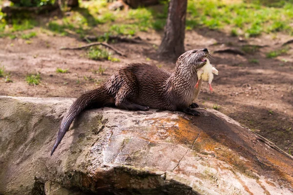 Fischotter steht mit Beute in den Zähnen auf einem Felsen — Stockfoto