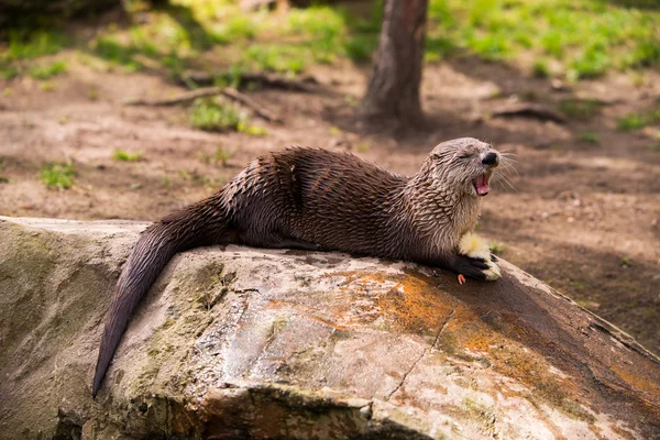 Fischotter steht mit Beute in den Zähnen auf einem Felsen — Stockfoto