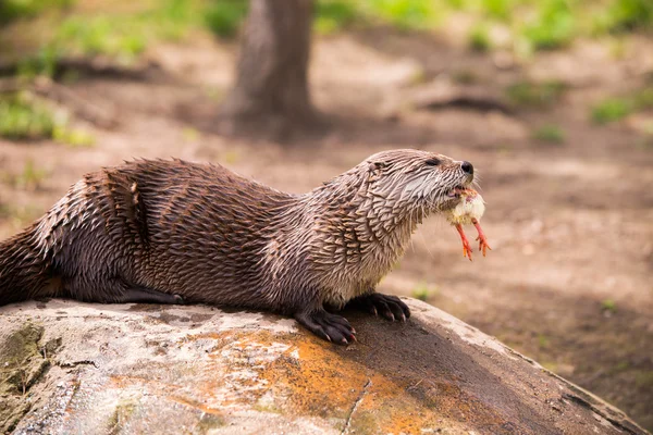 Loutre debout sur un rocher avec des proies dans les dents — Photo