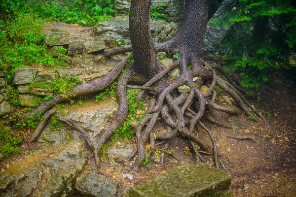 Bosque de cuento de hadas místico azul y verde . — Foto de Stock