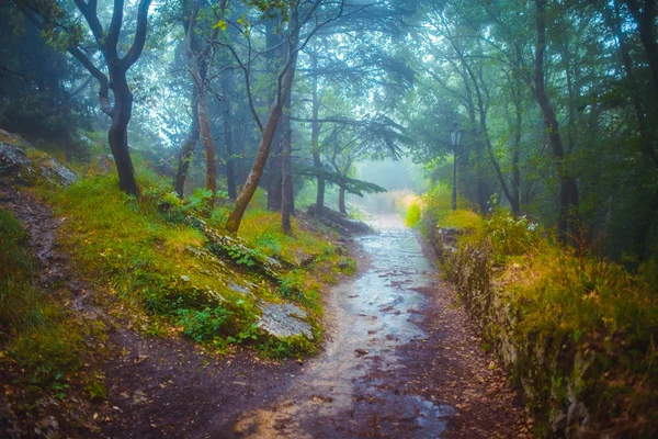 Mystic blå och gröna sagoskog. — Stockfoto