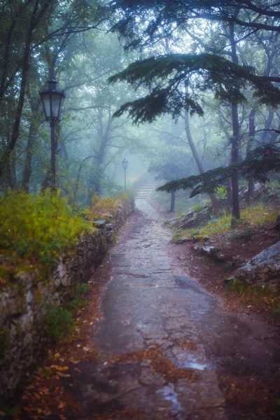 Mystic blå och gröna sagoskog. — Stockfoto