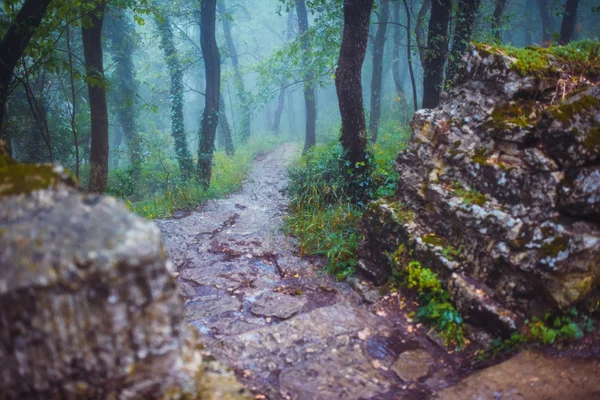 Mystic blå och gröna sagoskog. — Stockfoto