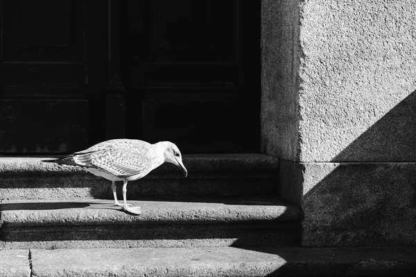 Wight seagulls fight — Stock Photo, Image