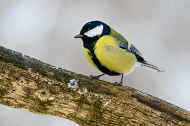 büyük baştankara dal