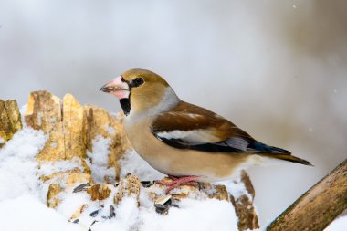 Kışın bir dalda oturan kadın kocabaş
