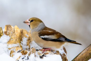 Kışın bir dalda oturan kadın kocabaş