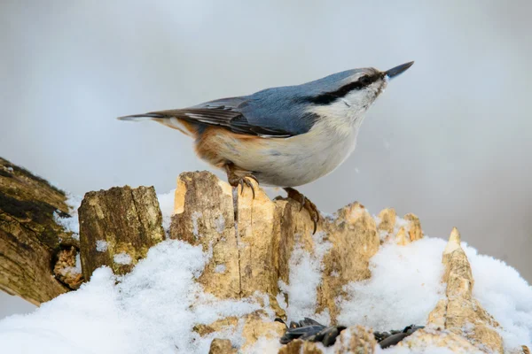 Eurasian Nuthatch, oiseau chanteur mignon — Photo