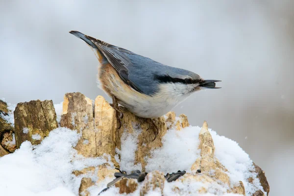 Eurásia Nuthatch, bonito pássaro cantando — Fotografia de Stock