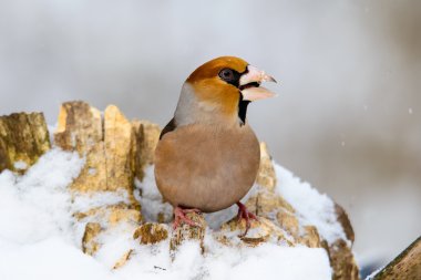 dal Kış erkek bayağı Kocabaş kocabaş