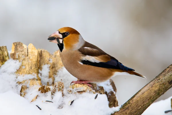 Hawfinch 通赂的树枝上 — 图库照片