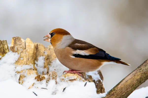 在冬天的树枝上的男性 Hawfinch 通赂 — 图库照片