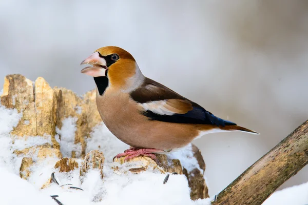 Bayağı Kocabaş Kocabaş dal