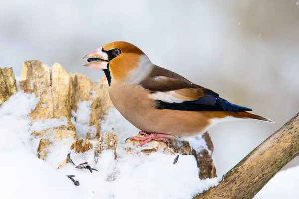 dal Kış erkek bayağı Kocabaş kocabaş