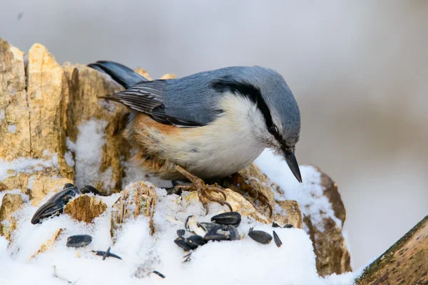 鳾栖息在一棵树在冬天 — 图库照片