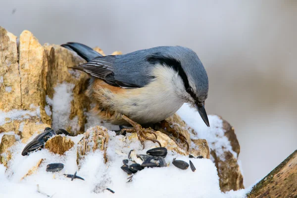 Nuthatch empoleirado em uma árvore no inverno — Fotografia de Stock