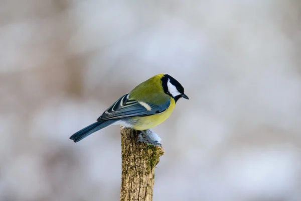 Kohlmeise auf einem Ast — Stockfoto