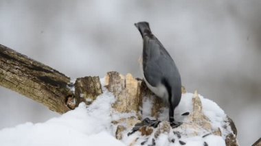 Ak göğüslü sıvacı kuşu Sitta carolinensis çürük ağaçta bir delikten Ayçiçeği tohumları yemek,