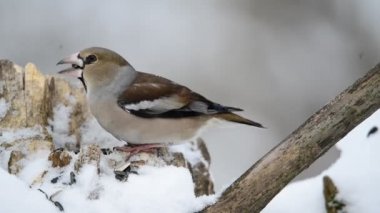 Kuş tohum kışın Kocabaş yiyor.
