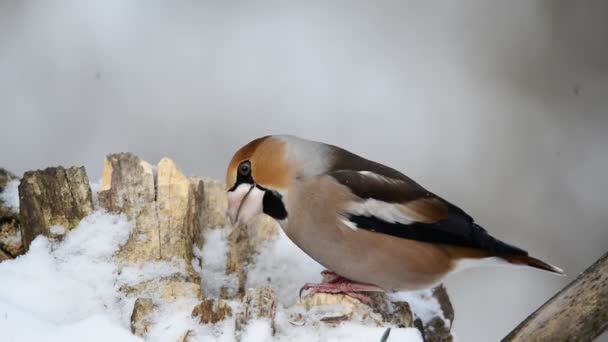 Птица ест семена зимой Grosbeak — стоковое видео